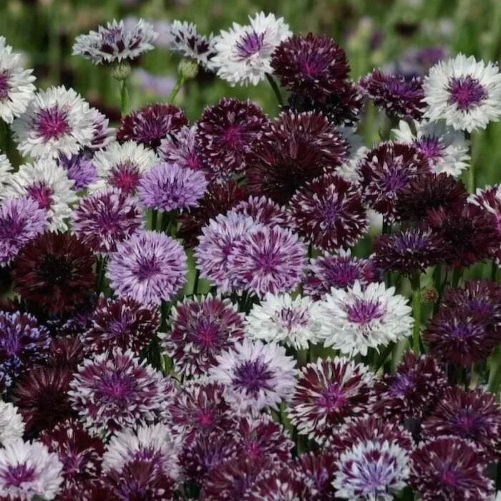 50 Classic Magic Bachelor's Button Flower Flowers Annual Seeds | www.seedsplantworld.com