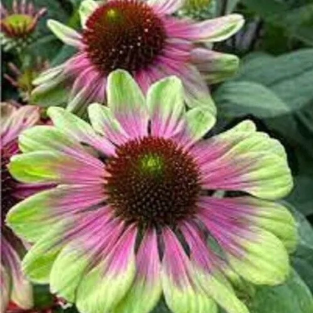 50 Pink Green Coneflower Echinacea Flowers Flower Perennial Seeds | www.seedsplantworld.com