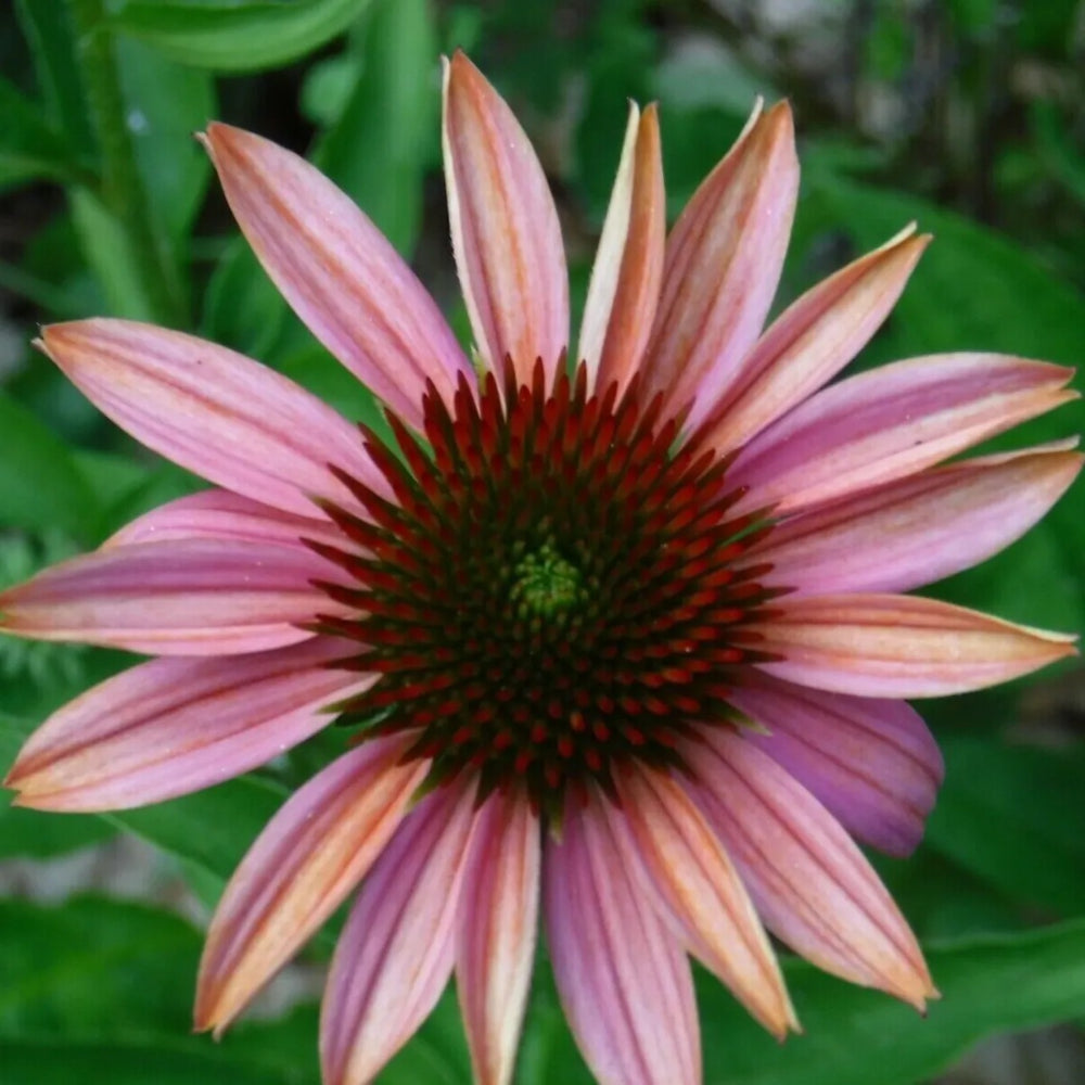 50 Pink Sherbert Coneflower Echinacea Flowers Flower Perennial Seeds | www.seedsplantworld.com