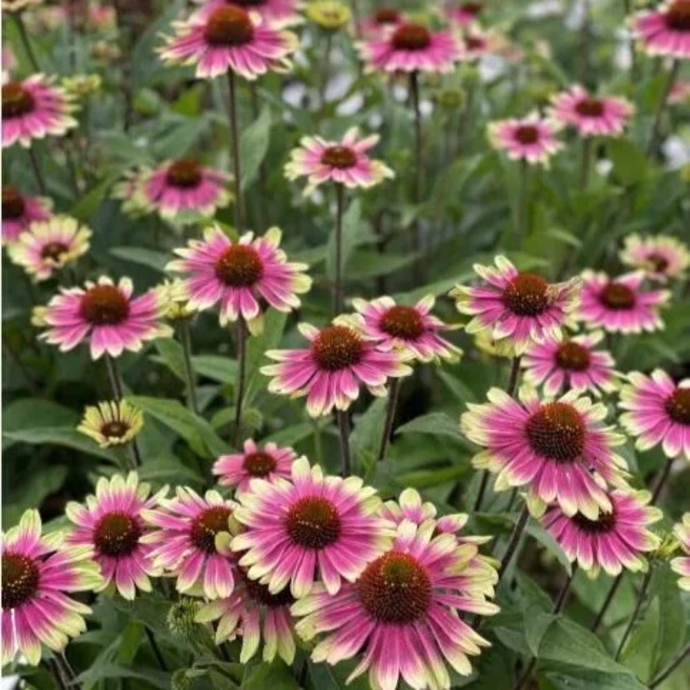 50 Pink Yellow Coneflower Echinacea Flowers Flower Perennial Seeds | www.seedsplantworld.com