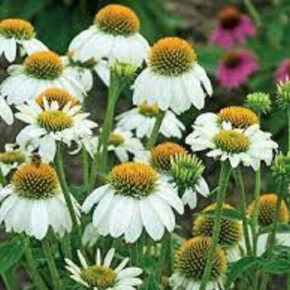 50 Pow Wow White Coneflower Echinacea Flowers Flower Perennial Seeds | www.seedsplantworld.com