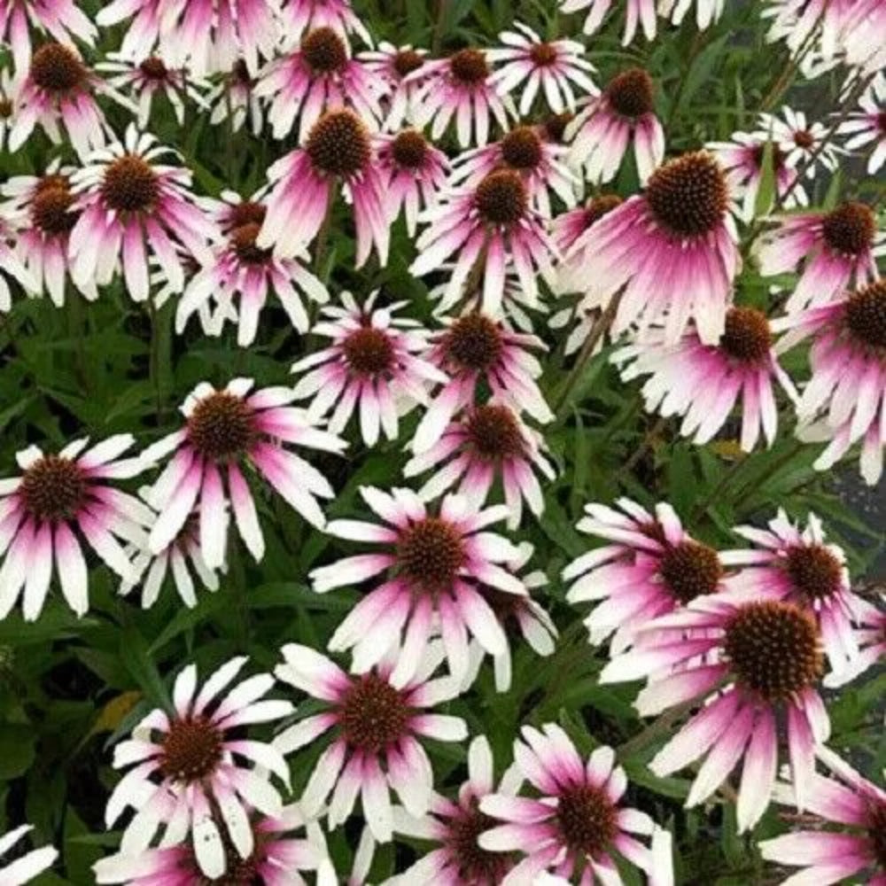 50 Pretty Parasols Coneflower Echinacea Flowers Flower Perennial Seeds | www.seedsplantworld.com