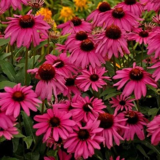 50 Purple Emperor Coneflower Echinacea Flowers Flower Perennial Seeds | www.seedsplantworld.com