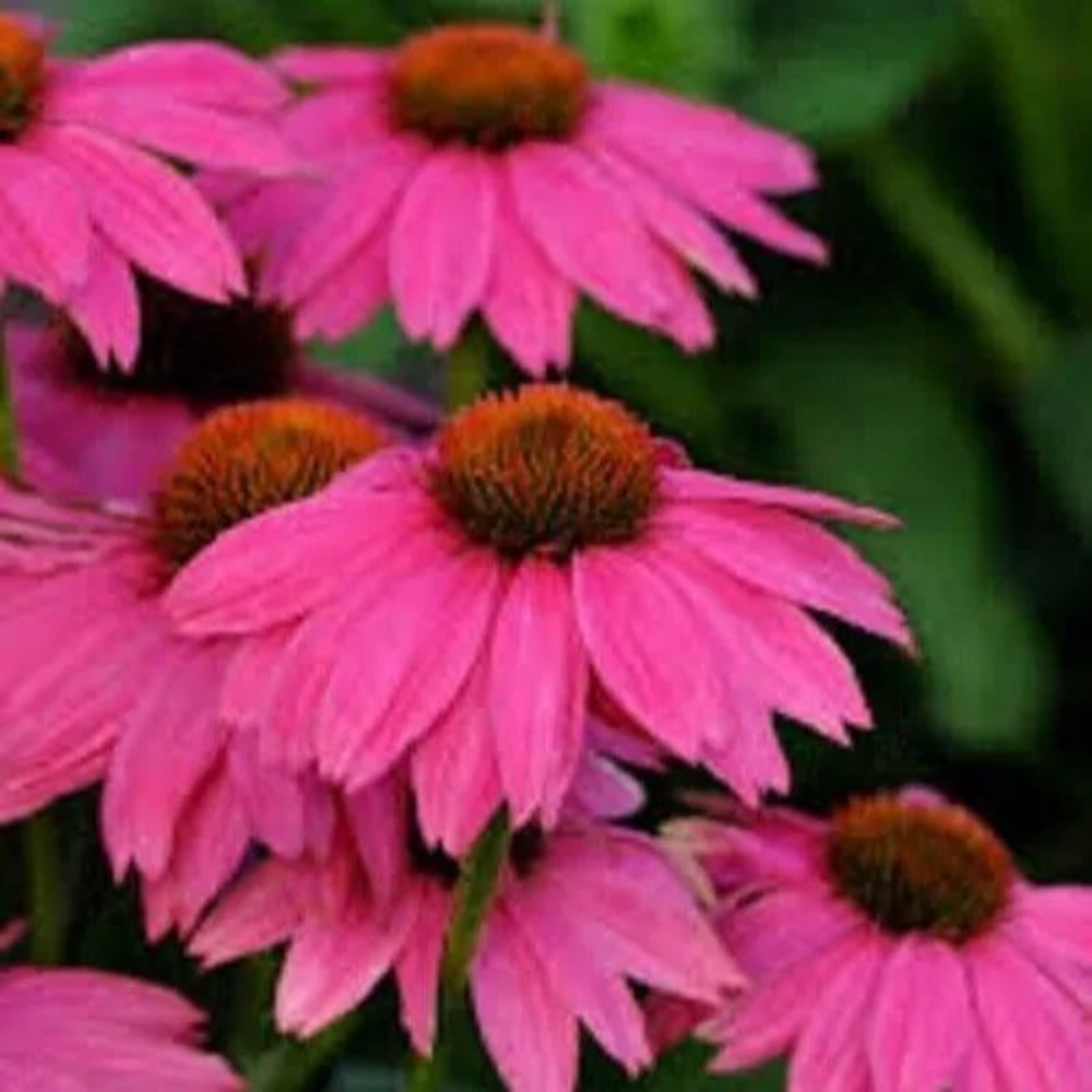 50 Purple Pow Wow Coneflower Echinacea Flowers Flower Perennial Seeds | www.seedsplantworld.com