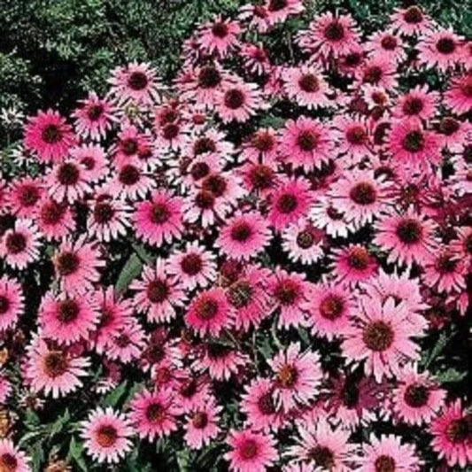 50 Purple Bravado Coneflower Echinacea Flowers Flower Perennial Seeds | www.seedsplantworld.com