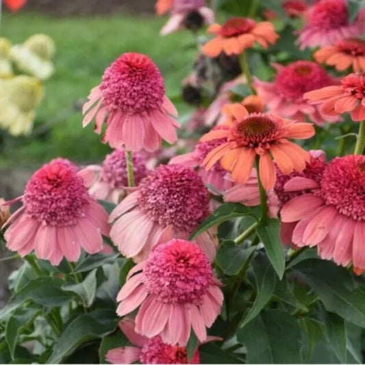 50 Rainbow Sherbert Coneflower Echinacea Flowers Flower Perennial Seeds | www.seedsplantworld.com