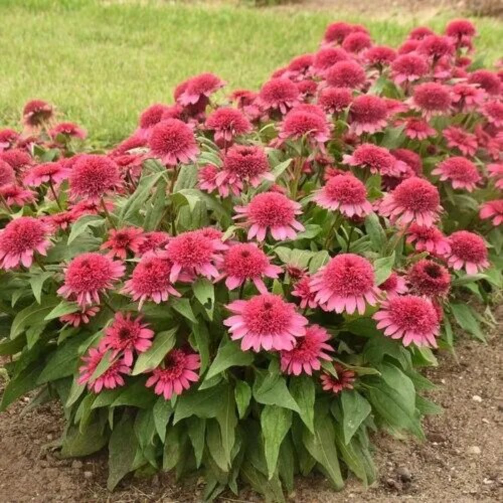 50 Raspberry Beret Coneflower Echinacea Flowers Flower Perennial Seeds | www.seedsplantworld.com