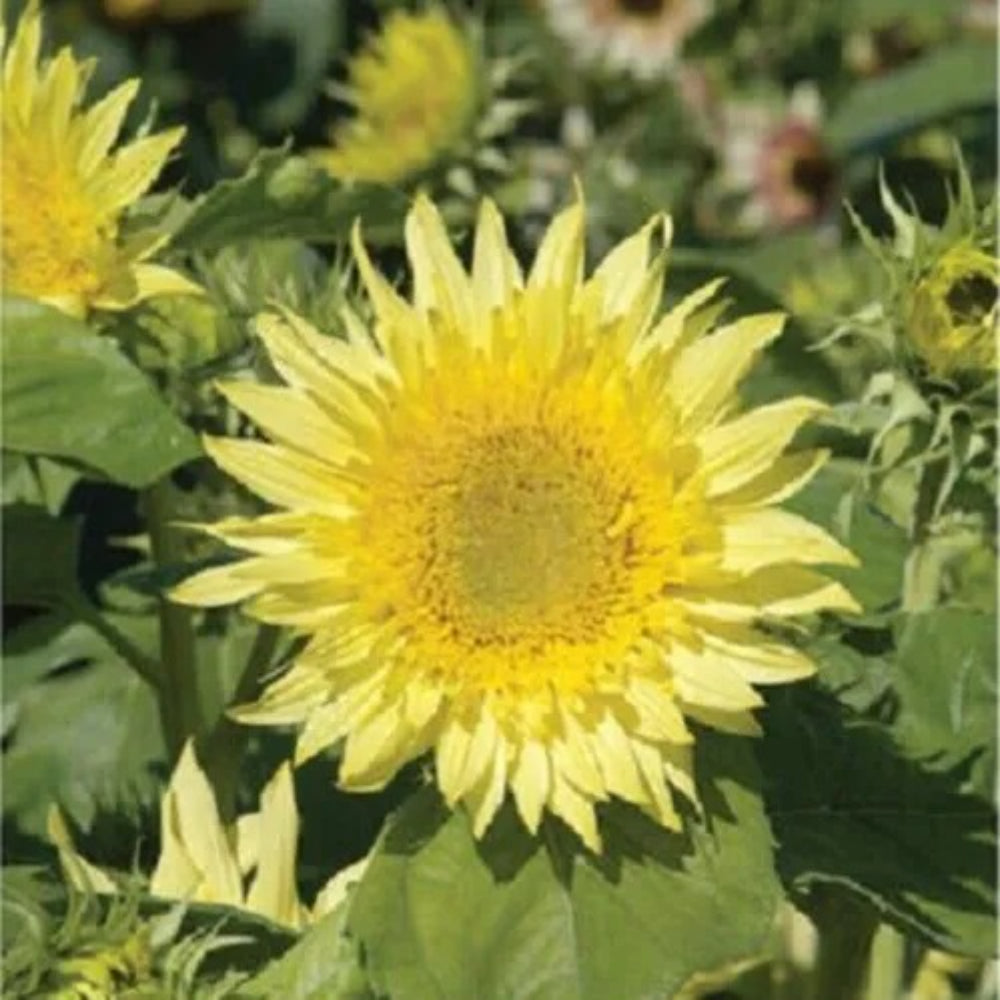 25 Sunburst Lemon Aura Sunflower Flowers Flower Sun Bloom Perennial Seeds | www.seedsplantworld.com