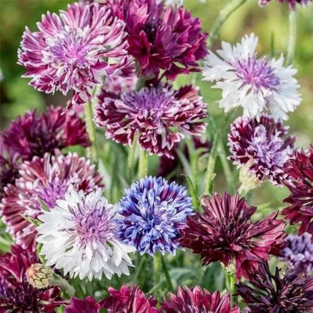 50 Classic Mix Bachelor's Button Flower Flowers Annual Seeds | www.seedsplantworld.com