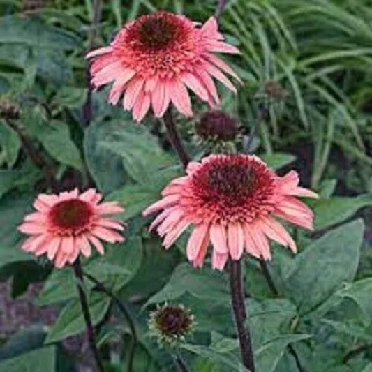 50 Raspberry Truffle Coneflower Echinacea Flowers Flower Perennial Seeds | www.seedsplantworld.com