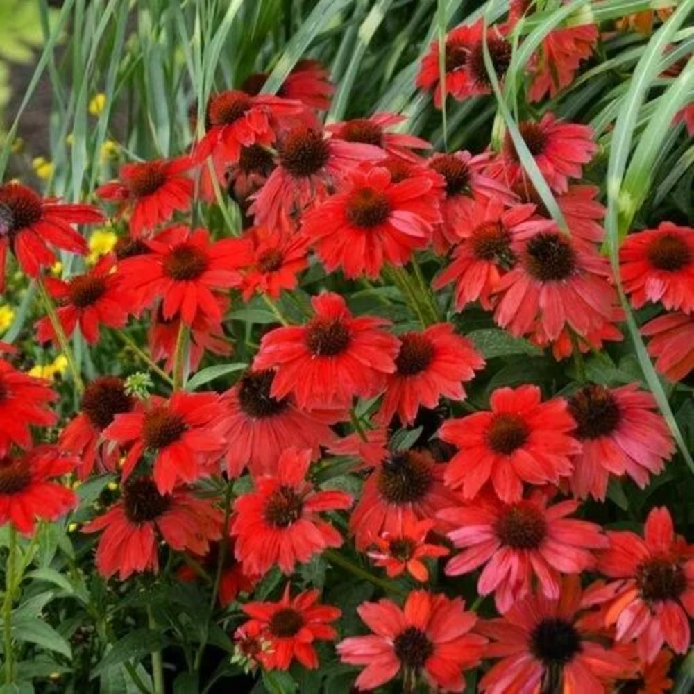 50 Red Salsa Coneflower Echinacea Flowers Flower Perennial Seeds | www.seedsplantworld.com