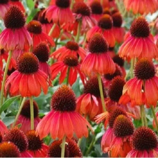 50 Ruby Red Coneflower Echinacea Flowers Flower Perennial Seeds | www.seedsplantworld.com