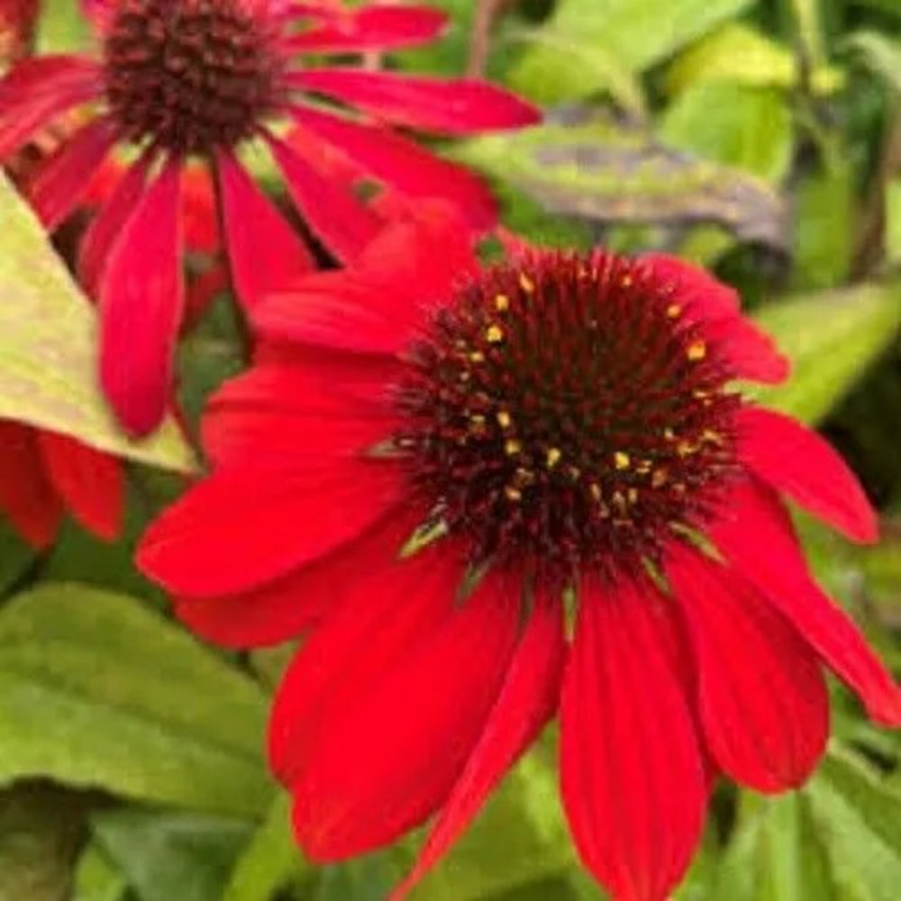 50 Sangita Coneflower Echinacea Flowers Flower Perennial Seeds | www.seedsplantworld.com