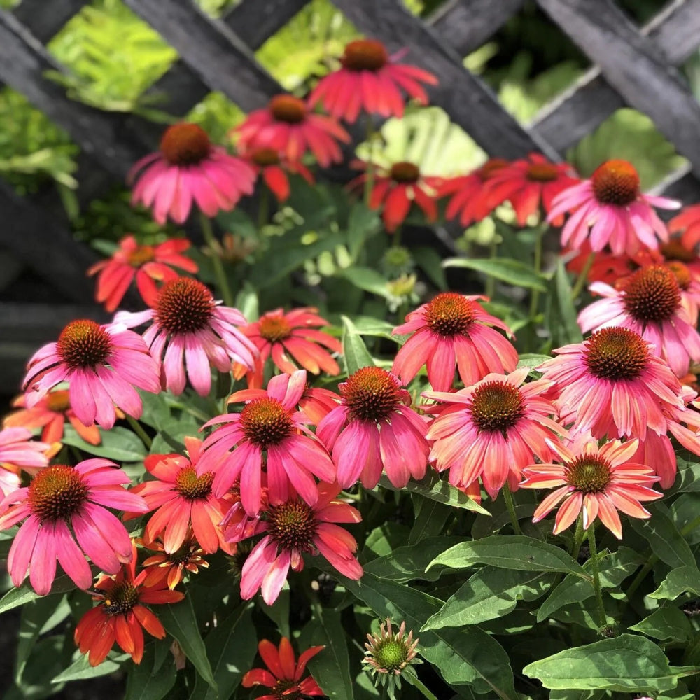 50 Santa Fe Coneflower Echinacea Flowers Flower Perennial Seeds | www.seedsplantworld.com