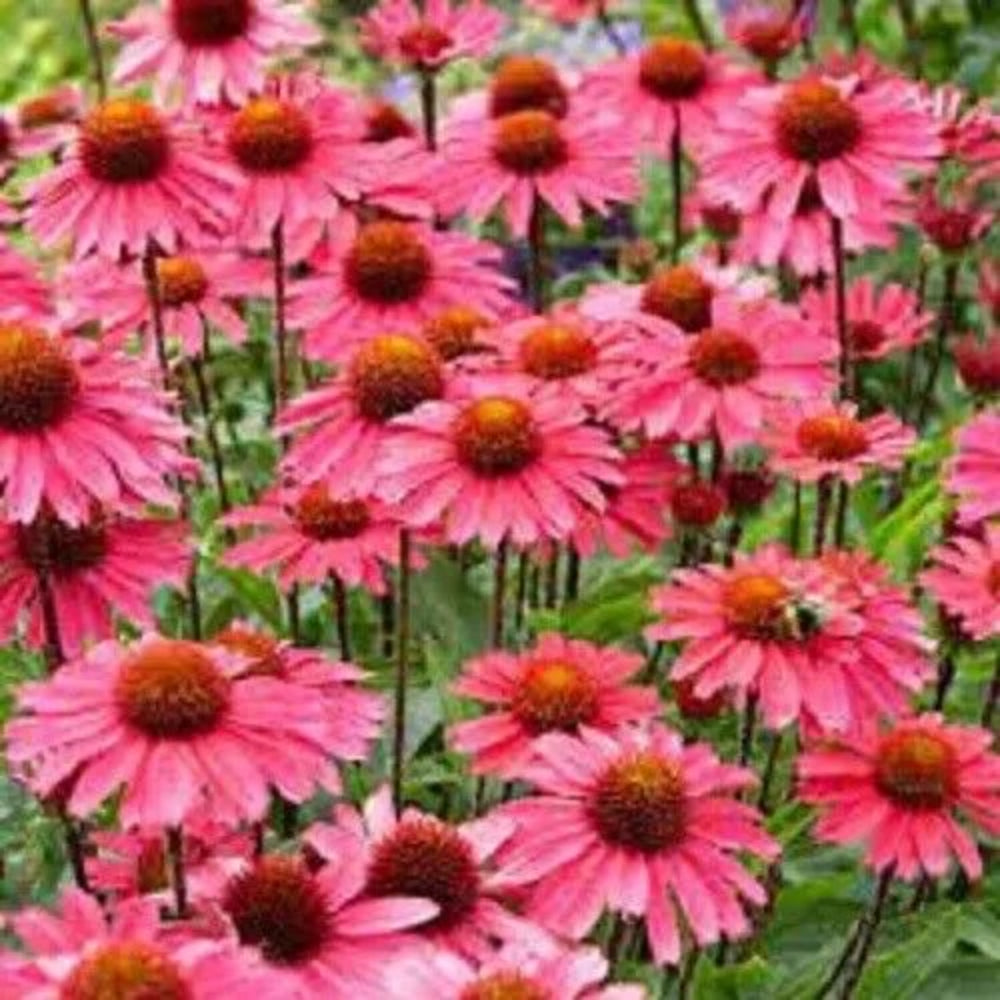 50 Sensation Pink Coneflower Echinacea Flowers Flower Perennial Seeds | www.seedsplantworld.com