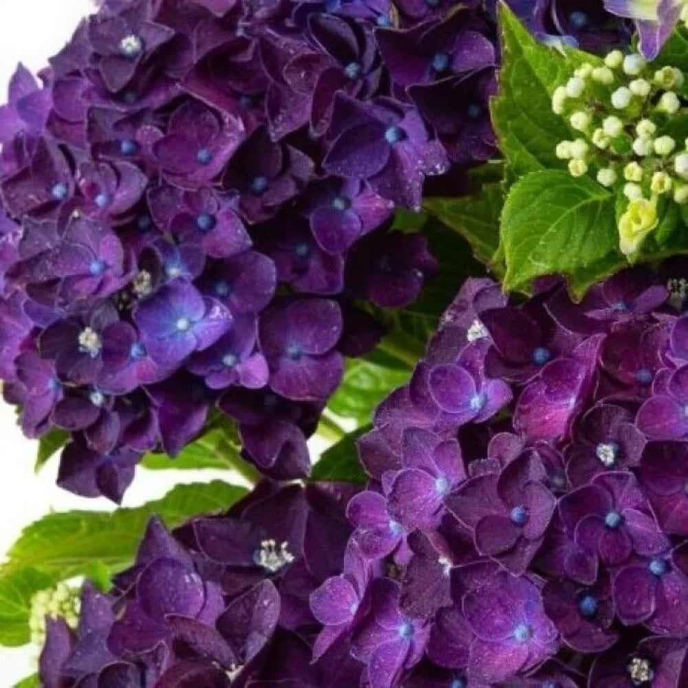 5 Purple Moph Hydrangea Garden Shrub Bloom Flower Bush Perennial Seeds | www.seedsplantworld.com