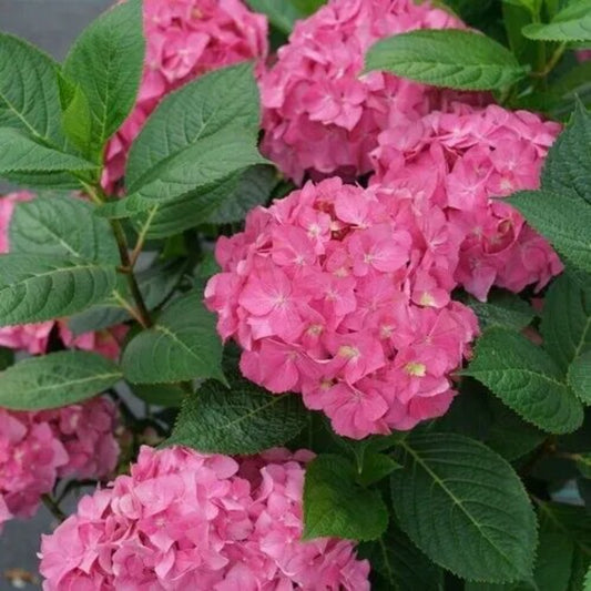 5 Ariba Hydrangea Garden Shrub Flowers Flower Bush Perennial Seeds | www.seedsplantworld.com