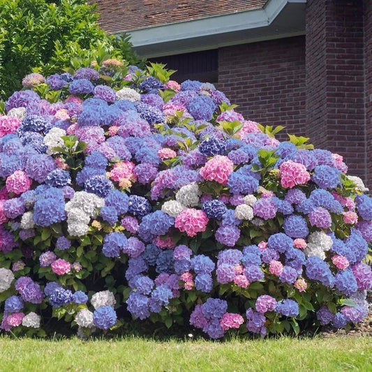 5 3 In 1 Hydrangea Garden Shrub Flowers Flower Bush Perennial Seeds | www.seedsplantworld.com