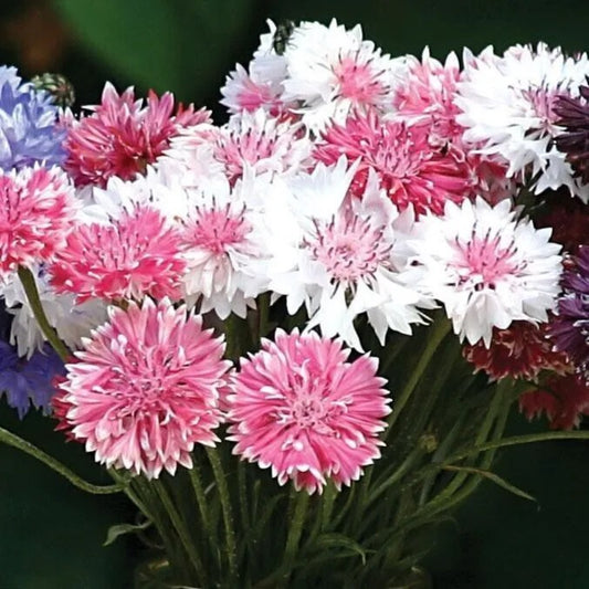 50 Romance Mix Bachelor's Button Flower Flowers Annual Seeds | www.seedsplantworld.com