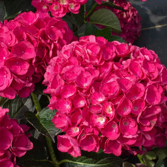 5 Alabama Star Hydrangea Garden Shrub Flowers Flower Perennial Seeds | www.seedsplantworld.com