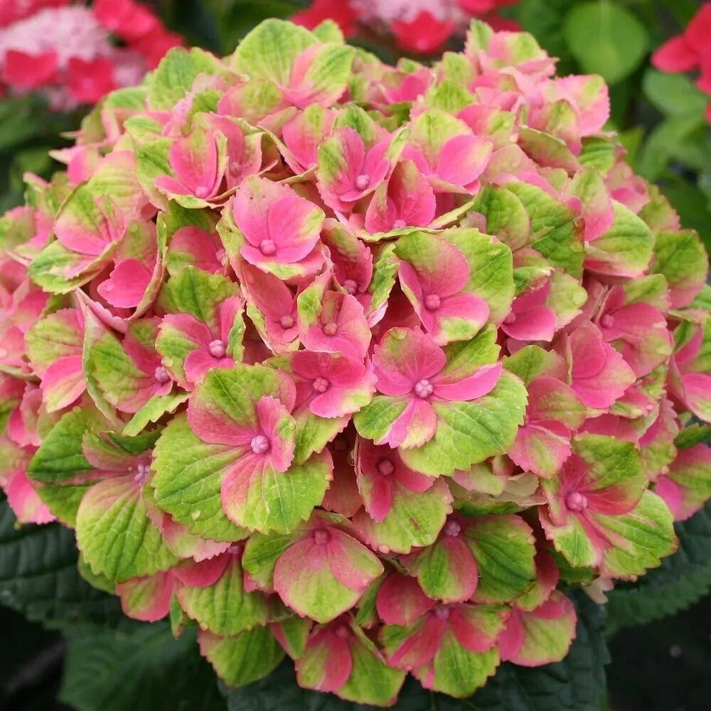 5 Amethyst Hydrangea Garden Shrub Flowers Flower Perennial Seeds | www.seedsplantworld.com