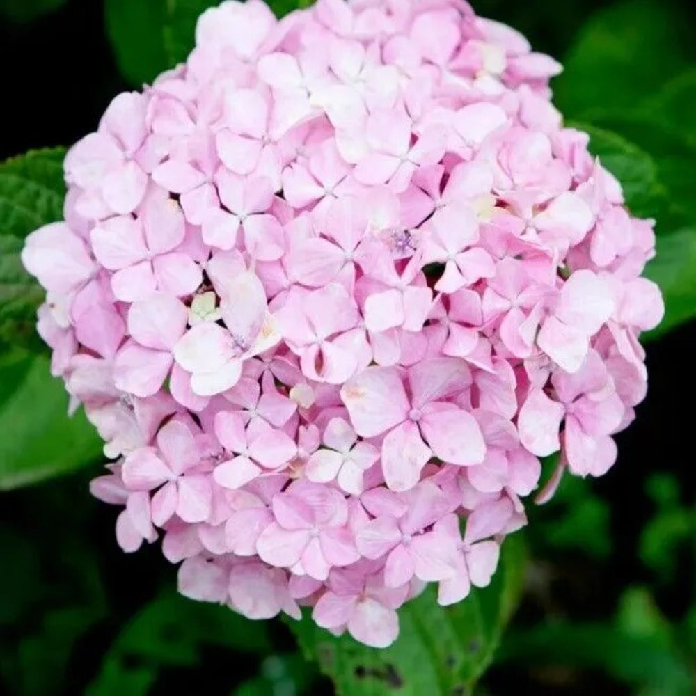 5 Baby Pink Hydrangea Garden Shrub Flowers Flower Perennial Seeds | www.seedsplantworld.com