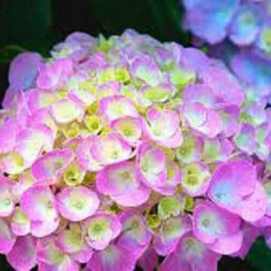 5 Berlin Hydrangea Garden Shrub Flowers Flower Perennial Seeds | www.seedsplantworld.com