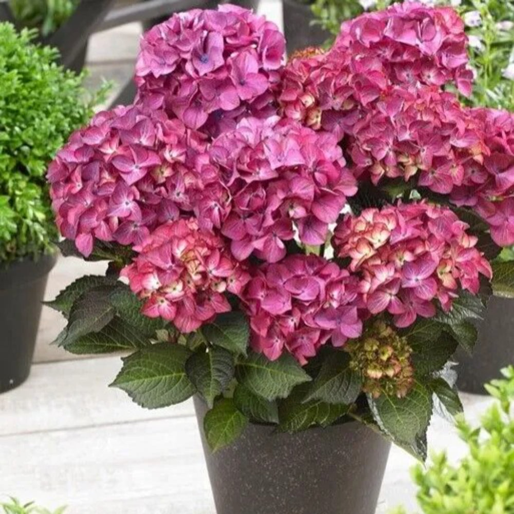 5 Black Diamond Hydrangea Garden Shrub Flowers Flower Perennial Seeds | www.seedsplantworld.com