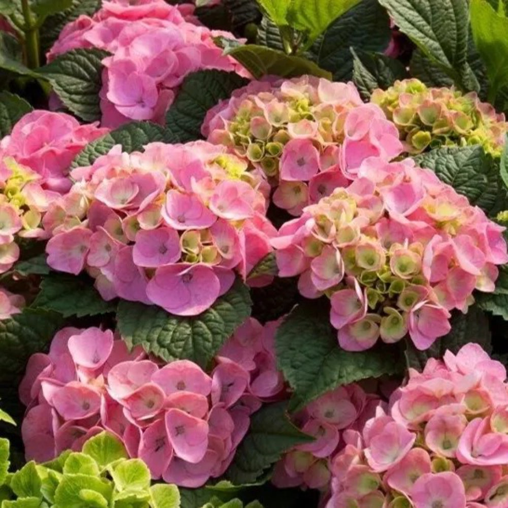 5 Bloom Struck Hydrangea Garden Shrub Flowers Flower Perennial Seeds | www.seedsplantworld.com