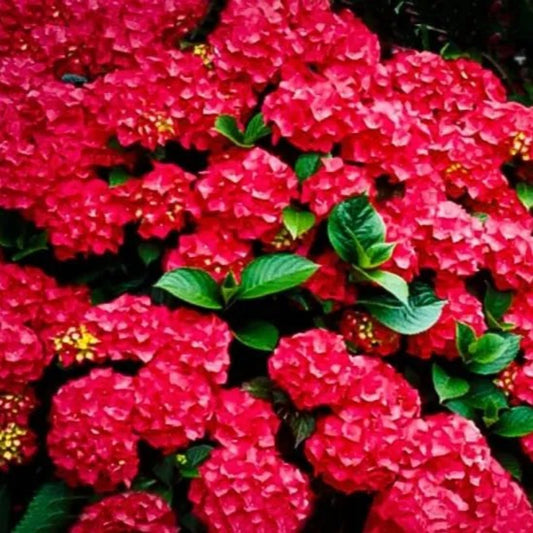 5 Cardinal Red Hydrangea Flowers Flower Garden Perennial Seeds | www.seedsplantworld.com