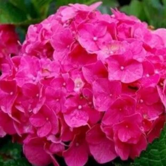 5 Charming Lily Hydrangea Flowers Flower Garden Perennial Seeds | www.seedsplantworld.com