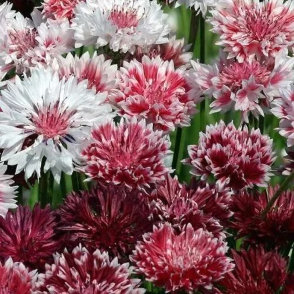 50 Classic Romance Bachelor's Button Flower Flowers Annual Seeds | www.seedsplantworld.com