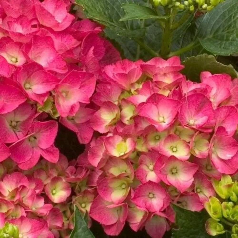 5 City Lime Hydrangea Flowers Flower Garden Perennial Seeds | www.seedsplantworld.com