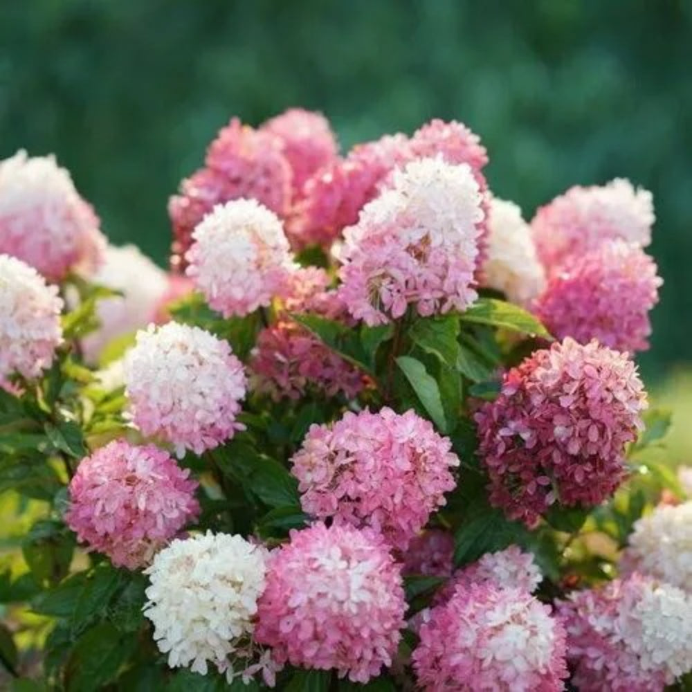 5 Cotton Candy Hydrangea Flowers Flower Garden Perennial Seeds | www.seedsplantworld.com