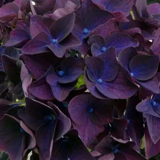 5 Deep Purple Hydrangea Flowers Flower Garden Perennial Seeds | www.seedsplantworld.com