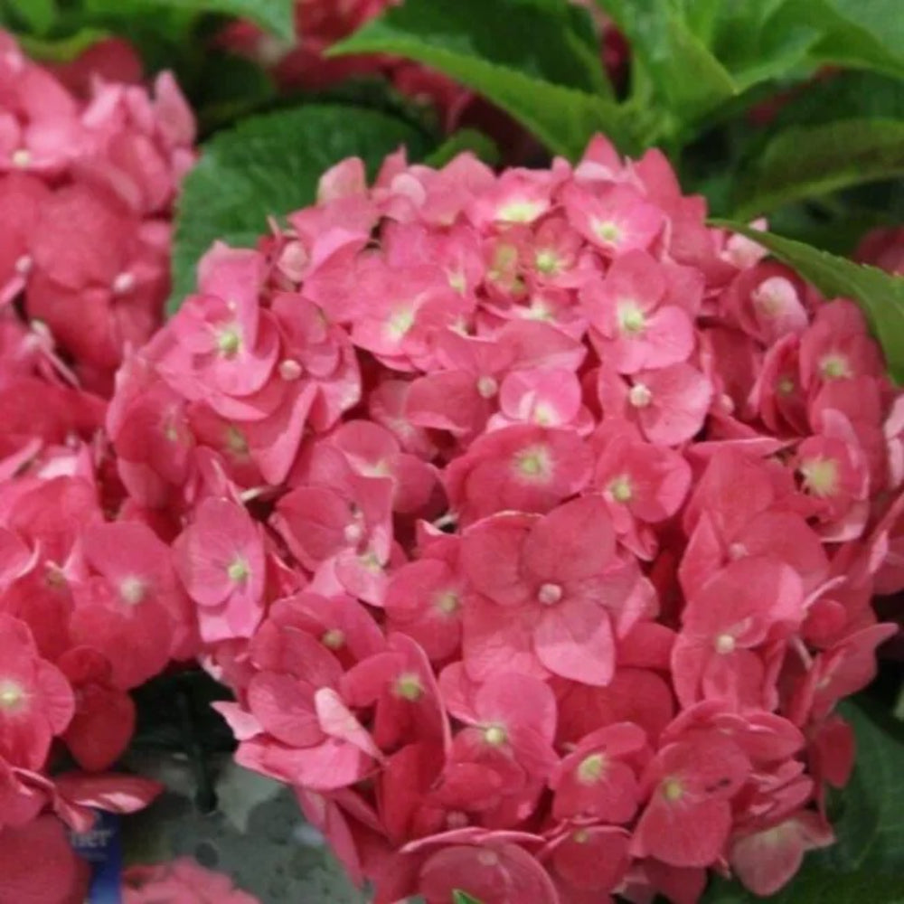 5 Endless Summer Hydrangea Flowers Flower Garden Perennial Seeds | www.seedsplantworld.com