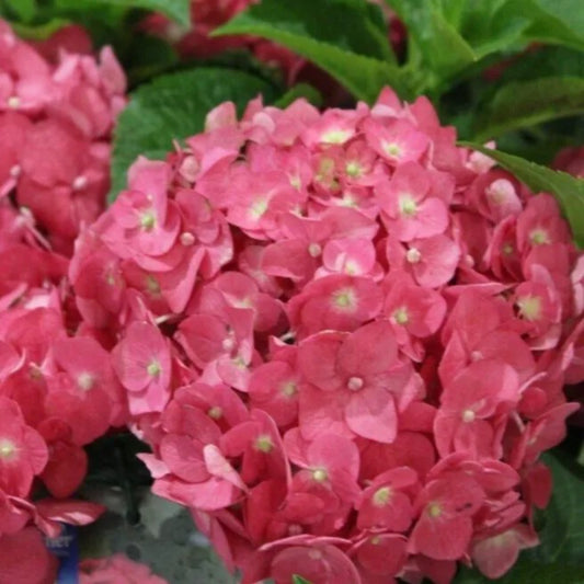 5 Endless Summer Hydrangea Flowers Flower Garden Perennial Seeds | www.seedsplantworld.com