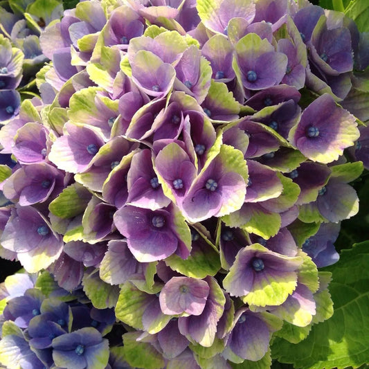 5 Ever Last Purple Hydrangea Flowers Flower Garden Perennial Seeds | www.seedsplantworld.com