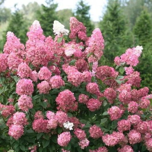 5 Fire Light Pink Hydrangea Flowers Flower Garden Perennial Seeds | www.seedsplantworld.com