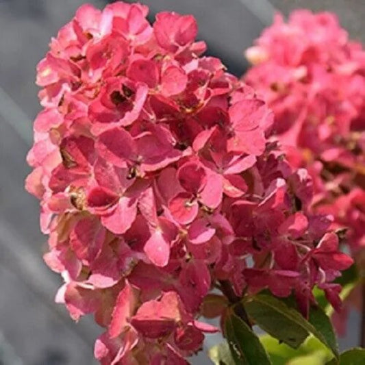 5 Fire Light Hydrangea Flowers Flower Garden Perennial Seeds | www.seedsplantworld.com