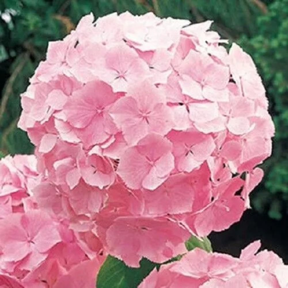 5 Flamingo Hydrangea Flowers Flower Garden Perennial Seeds | www.seedsplantworld.com