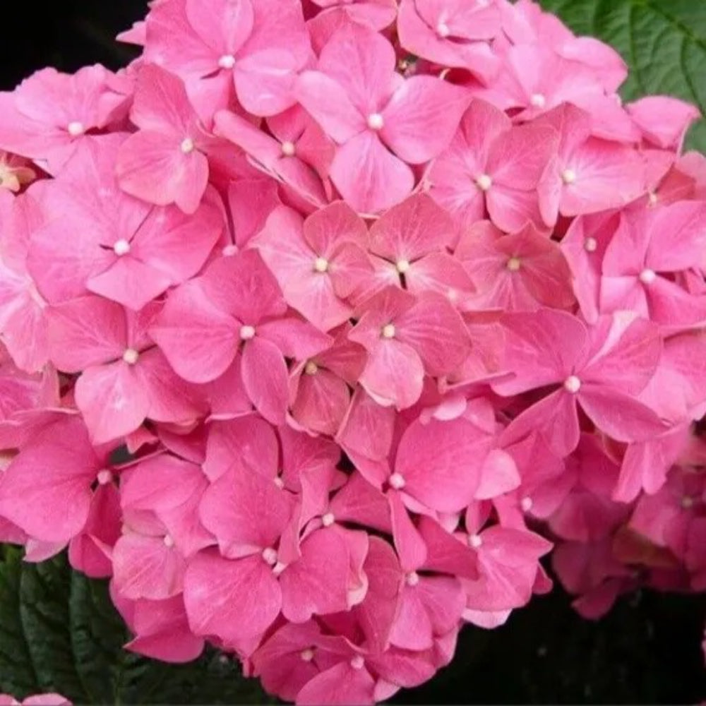 5 Forever Pin Hydrangea Flowers Flower Garden Perennial Seed | www.seedsplantworld.com