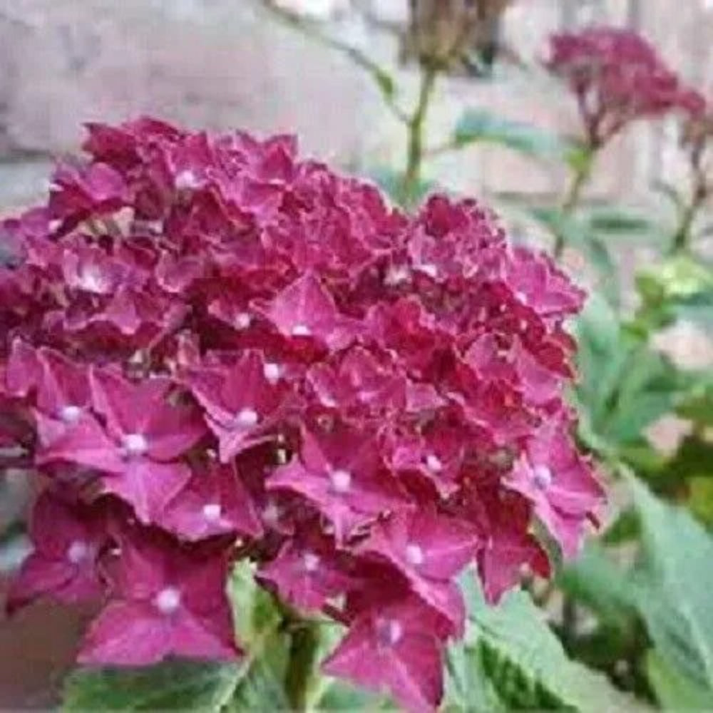 5 Fuschia Hydrangea Flowers Flower Garden Perennial Seeds | www.seedsplantworld.com