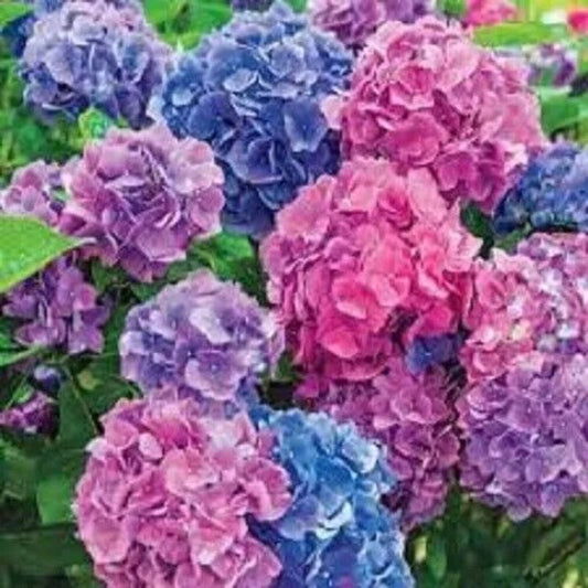 5 Incrediball Blush Hydrangea Flowers Flower Garden Perennial Seeds | www.seedsplantworld.com