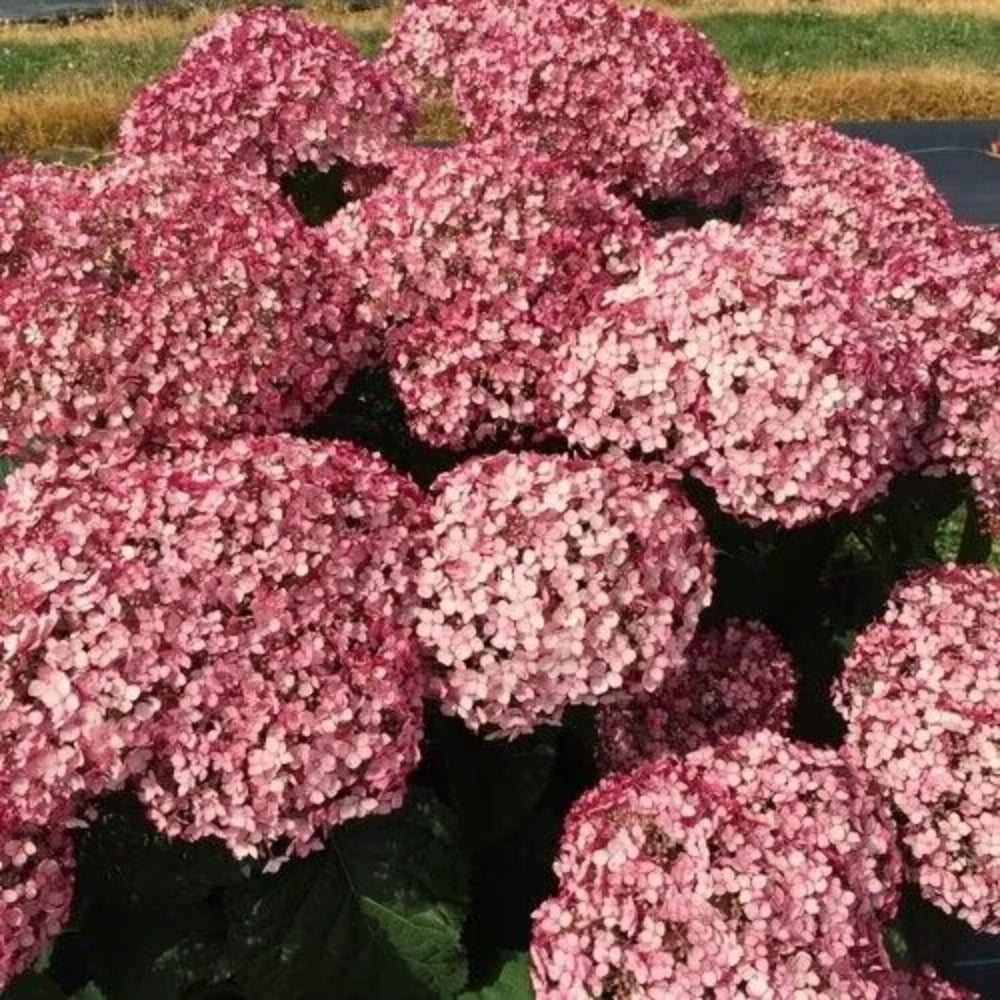 5 LA Dreaming Hydrangea Flowers Flower Garden Perennial Seeds | www.seedsplantworld.com