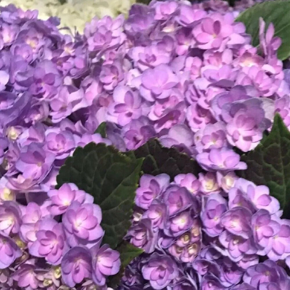 5 Lavendar Hydrangea Flowers Flower Garden Perennial Seeds | www.seedsplantworld.com