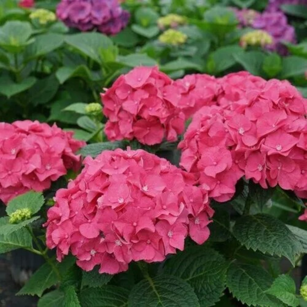 5 Let's Dance Hydrangea Flowers Flower Garden Perennial Seeds | www.seedsplantworld.com