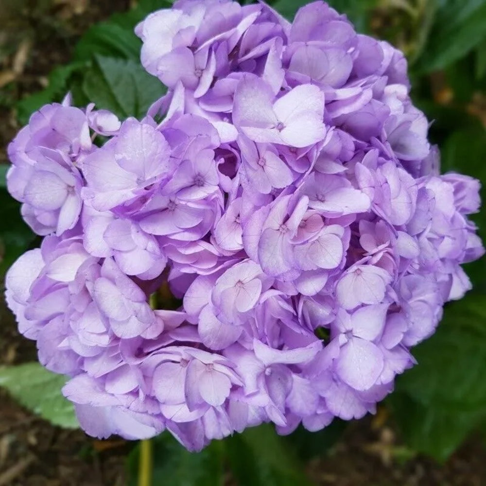 5 Light Purple Hydrangea Flowers Flower Garden Perennial Seeds | www.seedsplantworld.com