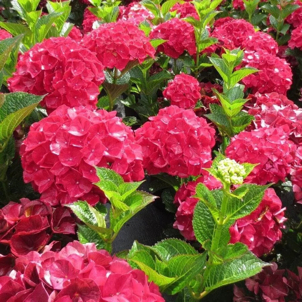 5 Magical Ruby Red Hydrangea Flowers Flower Garden Perennial Seeds | www.seedsplantworld.com