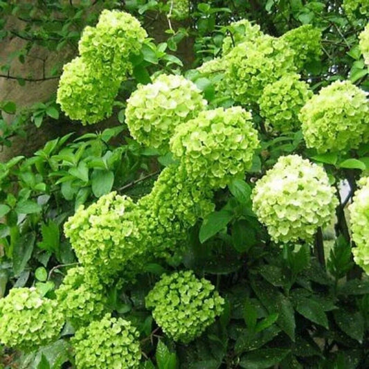 5 Lime Light Hydrangea Flowers Flower Garden Perennial Seeds | www.seedsplantworld.com